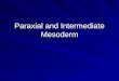 Paraxial and Intermediate Mesoderm. Mesodermal Regions Into what five regions do we subdivide the mesoderm? –prechordal plate mesoderm –chordamesoderm