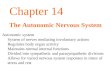 Chapter 14 The Autonomic Nervous System Autonomic system System of nerves mediating involuntary actions Regulates body organ activity Maintains normal