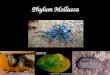 LABORATORIO Phylum Mollusca. Goals for today Learn to recognized the Phylum Mollusca from other animals Learn the main ‘diagnostic’ characteristics Learn