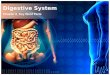 Digestive System Chapter 8 Key Word Parts. An/o Ring Having to do with the Anus Anus – The lower opening of the digestive tract. – The flow of waste through