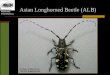 Minnesota First Detectors Asian Longhorned Beetle (ALB) D. Duerr, USDA Forest Service, Bugwood.org PDCNR, Bugwood.com