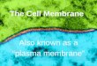 The Cell Membrane Also known as a “plasma membrane”