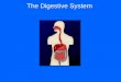 The Digestive System. Function: Breaks down foods into simpler molecules that can be absorbed and used by the cells of the body