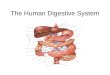The Human Digestive System. The Mouth Structure: see diagram Function: Ingest and Digest Ingestion - the teeth and tongue (taste buds) take in the appropriate
