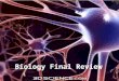 Biology Final Review. Material to Review from the Spring Digestive system Digestive system 4 parts of blood 4 parts of blood Steroid and Amino Acid Hormones