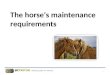 The horse's maintenance requirements 1. To help clients calculate feed rations for young horses, sport horses and all other types of horses, it is necessary
