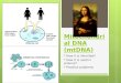 Mitochondrial DNA (mtDNA) * How it is inherited? * How it is used in science? * Practice problems