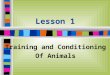 Lesson 1 Training and Conditioning Of Animals. Next Generation Science/Common Core Standards Addressed! n HS-ETS1-3. Evaluate a solution to a complex
