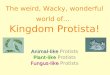 The weird, Wacky, wonderful world of… Kingdom Protista! Animal-like Animal-like Protists Plant-like Plant-like Protists Fungus-like Fungus-like Protists
