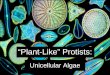 “Plant-Like” Protists: Unicellular Algae. –Algae are photosynthetic protists whose chloroplasts support food chains in –freshwater and –marine ecosystems