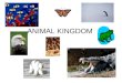 ANIMAL KINGDOM. On the front of your Animal Kingdom Book Write Title: Animal Kingdom Book Write Different Types of Symmetry with definitions and Pictures