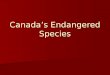 Canada’s Endangered Species. Canada’s endangered species There are more than 256 species of plants and animals at various degrees of risk and 13 species