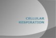 What is Cellular Respiration?  The process whereby cells convert carbohydrates to energy in the form of ATP (energy storage molecule)  All cells undergo
