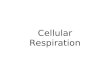 Cellular Respiration. People often think that cellular respiration means breathing because of the word respiration. Cellular respiration is not breathing