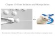Chapter 10 Gene Isolation and Manipulation Microinjection of foreign DNA into a 1-cell mouse embryo resulting in a transgenic mouse
