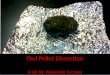 Owl Pellet Dissection A lab by: Alexander Arcasoy Owl Pellet Dissection A lab by: Alexander Arcasoy