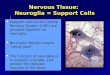 Nervous Tissue: Neuroglia = Support Cells Support cells in the Central Nervous System (CNS) are grouped together as neuroglia Neuroglia literally means