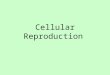 Cellular Reproduction. Cell Reproduction What is cell reproduction? How many cells make up your body? How does the chromosome transmit information from