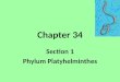 Chapter 34 Section 1 Phylum Platyhelminthes. Structure & Function Bilateral symmetry Ectoderm, endoderm, mesoderm No hollow body cavity- acoelomate