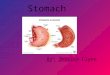 Stomach By: Jessica Flynn. Intro: Muscular, saclike organ Connects the esophagus and small intestine