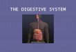 THE DIGESTIVE SYSTEM. MAIN ROLES OF THE DIGESTIVE SYSTEM: 1.To breakdown nutrients 2.To absorb nutrients This is necessary for growth and maintenance