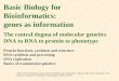 Basic Biology for Bioinformatics: genes as information The central dogma of molecular genetics DNA to RNA to protein to phenotype Protein functions, synthesis