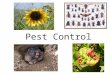 Pest Control. Introduction Pest Management – the philosophy of how pest problems are handled Pests – definition Any destructive, unwanted, dangerous or