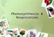 Photosynthesis & Respiration. What is Photosynthesis? It is the most important chemical reaction on our planet. Process plants use to make their own food