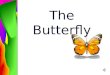 The Butterfly Life Cycle of the Butterfly Stage one is the Egg Stage two is the Caterpillar or larva Stage three is the Chrysalis or pupa Stage four