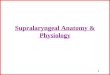 1 Supralaryngeal Anatomy & Physiology. 2 Velopharyngeal Anatomy Soft palate & its relationship with the pharyngeal wall Muscles here run from skull and