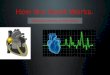 How the Heart Works. Electrical activity in the heart