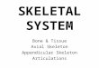 SKELETAL SYSTEM Bone & Tissue Axial Skeleton Appendicular Skeleton Articulations