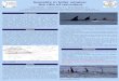 Sociality in killer whales: the role of recruiters Tognetti,M. 1, Galimberti, F. 2, and Sanvito, S. 2 1 Dipartimento di Scienze Naturali, Università degli