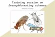 Training session on Drosophila mating schemes Andreas Prokop