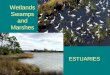 Wetlands Swamps and Marshes ESTUARIES. What is a Wetland? Wetlands are areas where water covers the soil, or is present either at or near the surface