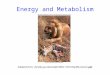 Energy and Metabolism Adapted from: faculty.sgc.edu/asafer/BIOL1107/chapt06_lecture.ppt