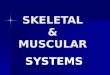 SKELETAL & MUSCULAR SYSTEMS In this lesson, you will be able to  discuss the functions of the skeletal and muscular systems.  recognize how bones and