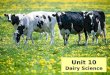 Unit 10 Dairy Science. Major Uses of Dairy Cattle U.S. Average Dairy Consumption 28.8 gallons of milk 26.8 pounds of cheese 16 pounds of ice cream 4.3