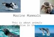 Marine Mammals This is about animals that live in the sea