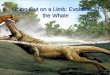 Going Out on a Limb: Evolution of the Whale. Creodont, 50 million years ago The creodont doesn’t look much like a whale, but 50 million years ago this