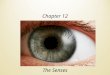 Chapter 12 The Senses. 2 Introduction General senses Receptors are widely distributed throughout the body Skin, various organs and joints Touch, pain,