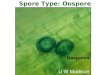 Spore Type: Oospore Oospores. Oomycetes: Sexual Reproductive Antheridium Oogonium Oospore