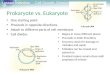Lesson Overview Lesson Overview Cell Growth, Division, and Reproduction Prokaryote vs. Eukaryote One starting point Proceeds in opposite directions Attach