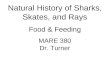 Natural History of Sharks, Skates, and Rays Food & Feeding MARE 380 Dr. Turner