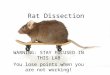 Rat Dissection WARNING: STAY FOCUSED IN THIS LAB You lose points when you are not working!
