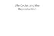 Life Cycles and the Reproduction. Life Cycle Life Cycle – the development of an organism from fertilization to birth, growth, reproduction, and death
