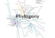 Phylogeny. A Shared History We’ve talked a lot about common ancestors We’ve seen evidence that species are related to each other Today we’ll examine how