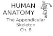 The Appendicular Skeleton Ch. 8 HUMAN ANATOMY. Appendicular Skeletal System 126 bones Consists of the: Upper Extremities Pectoral Girdle Humerus Ulna
