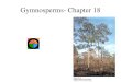 Gymnosperms- Chapter 18. Naked versus Enclosed Seed Plants Gymnosperms –Gymno- gr. naked. –Sperma- gr. seed. Angiosperms –Angeion- gr. vessel. –Sperma-