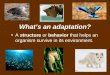 What’s an adaptation? A structure or behavior that helps an organism survive in its environment